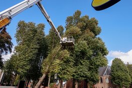 Boom staat op omvallen, auto-eigenaren verplaatsen voertuigen