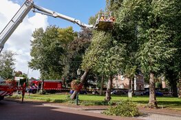 Boom staat op omvallen, auto-eigenaren verplaatsen voertuigen
