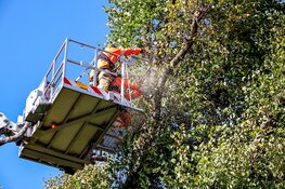 Boom staat op omvallen, auto-eigenaren verplaatsen voertuigen