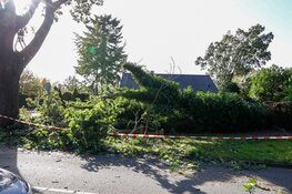 Hovenier zaagt omgevallen boom om welke hij per toeval tegenkomt