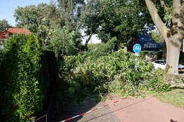 Hovenier zaagt omgevallen boom om welke hij per toeval tegenkomt