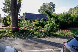 Hovenier zaagt omgevallen boom om welke hij per toeval tegenkomt
