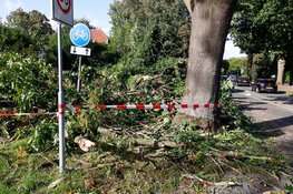 Hovenier zaagt omgevallen boom om welke hij per toeval tegenkomt