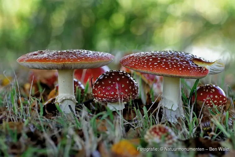 Ontdek de geheimen van paddenstoelen in ’s-Graveland