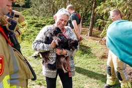 Twee honden in konijnenhol op begraafplaats in Naarden