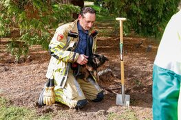 Twee honden in konijnenhol op begraafplaats in Naarden