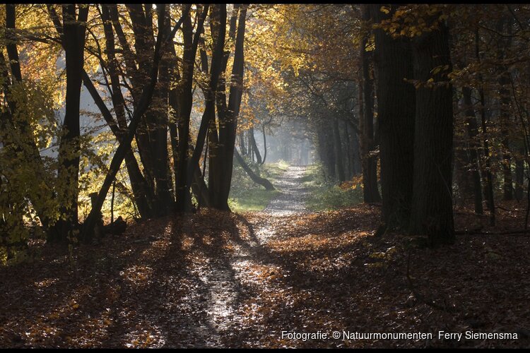 OERRR Struinen in het herfstbos in 's-Graveland