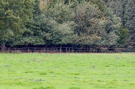 Overleden persoon gevonden in 's-Graveland, mogelijk vermiste Theodoor