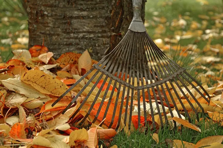 Gemeente ruimt herfstbladeren op