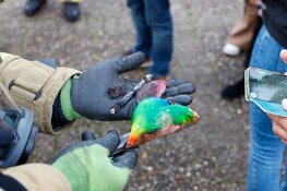 Stembureau gesloten na brand in Huizen