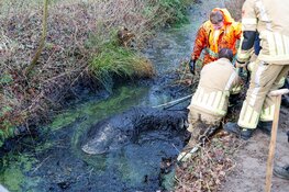 Paard belandt in sloot in Eemnes