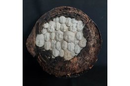 Kunststad Muiden zondag 4 januari