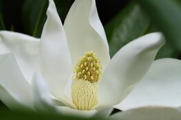 Magnolia: de betoverende bloesem van de natuur