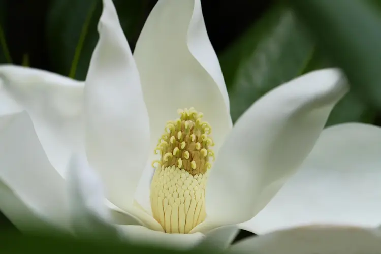 Magnolia: de betoverende bloesem van de natuur