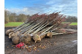 Groen keert terug in de tuin van Buitenplaats Trompenburgh