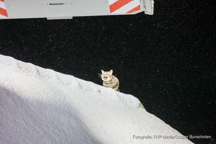 Kat Cookie van het dak gered door de brandweer