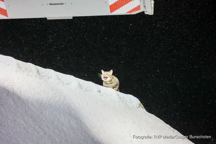 Kat Cookie van het dak gered door de brandweer