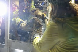 Kat Cookie van het dak gered door de brandweer