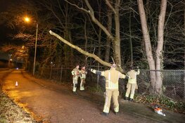 Boomstam hangt gevaarlijk over fietspad aan Rijksstraatweg in Blaricum