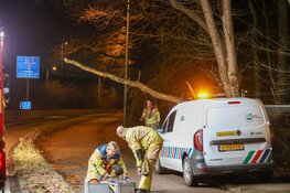 Boomstam hangt gevaarlijk over fietspad aan Rijksstraatweg in Blaricum