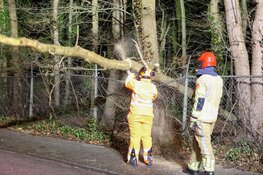 Boomstam hangt gevaarlijk over fietspad aan Rijksstraatweg in Blaricum