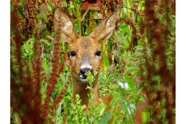 Reeën kijken in het Corversbos en Gooilust