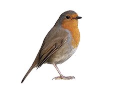 Vogelexcursie voor volwassenen op Gooilust in ’s-Graveland