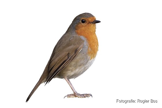 Vogelexcursie voor volwassenen op Gooilust in ’s-Graveland