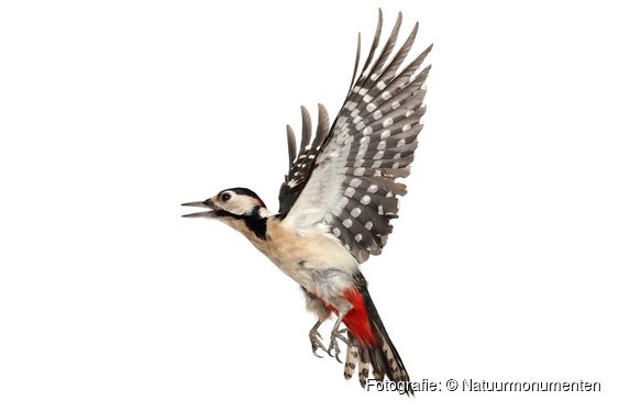 OERRR Vogelexcursie voor gezinnen op Gooilust in ’s-Graveland