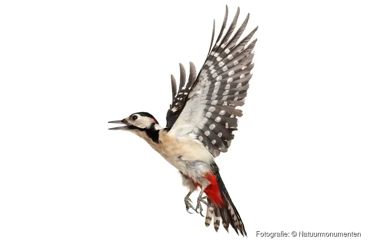 OERRR Vogelexcursie voor gezinnen op Gooilust in ’s-Graveland