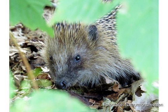 OERRR Struinen en boetseren met de boswachter in ’s-Graveland