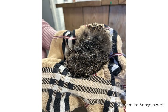 Egels ernstig gewond door lijmplanken in Hilversum en Wijk bij Duurstede