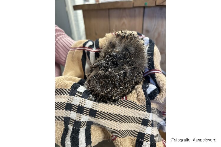 Egels ernstig gewond door lijmplanken in Hilversum en Wijk bij Duurstede