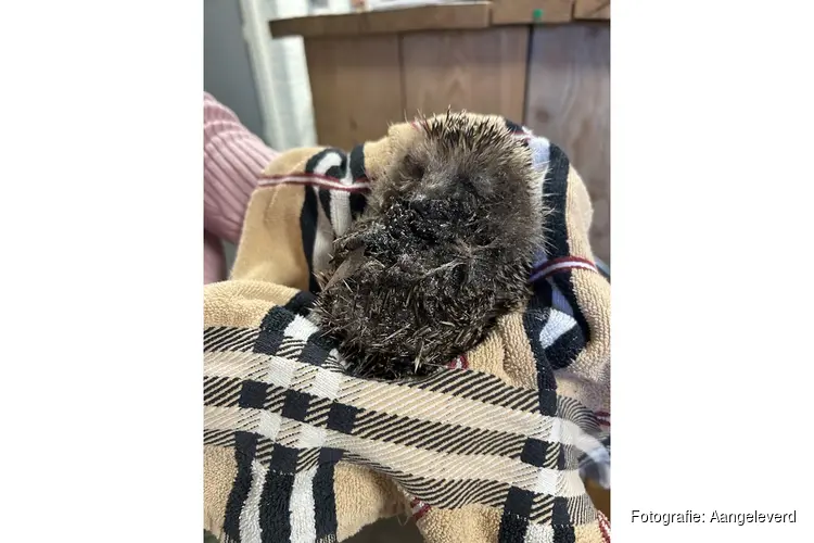 Egels ernstig gewond door lijmplanken in Hilversum en Wijk bij Duurstede