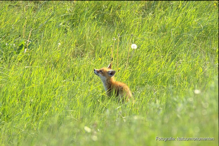 Festina Lente: Beleef de lente in alle rust
