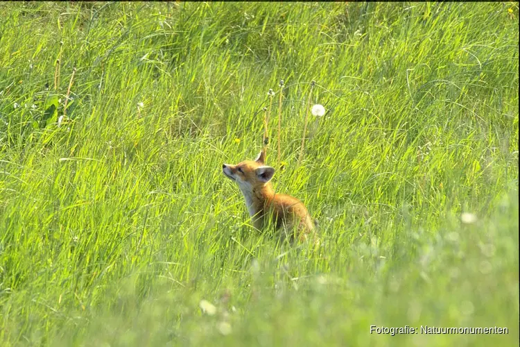 Festina Lente: Beleef de lente in alle rust