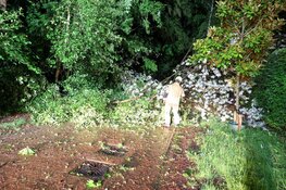 Boom omgevallen door flinke storm in Laren