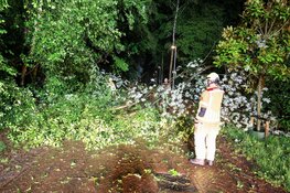 Boom omgevallen door flinke storm in Laren