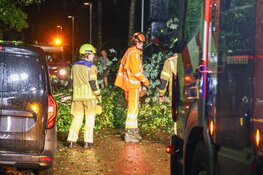 Boom omgevallen door flinke storm in Laren