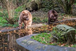 Bears in Mind: redt beren in nood