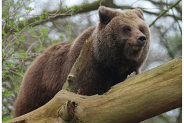 Bears in Mind: redt beren in nood