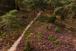 Soest en Baarn kleurden roze tijdens Pink Ribbon Soester Wandelweekend