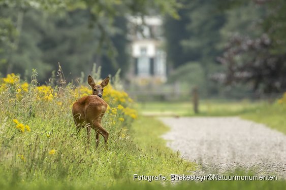 Reeënwandeling op Buitenplaats Boekesteyn