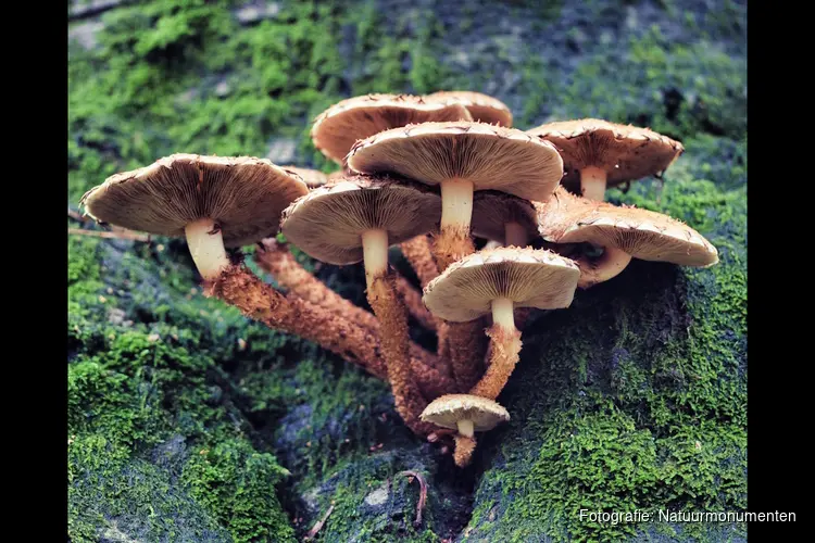 Ontdek de herfst op Gooilust in 's-Graveland
