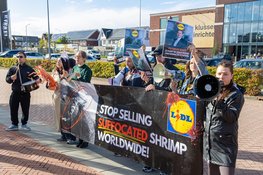Demonstratie bij Lidl-hoofdkantoor in Huizen vanwege dierenwelzijn kweekgarnalen