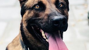 Politiehond grijpt vluchtende autokraker