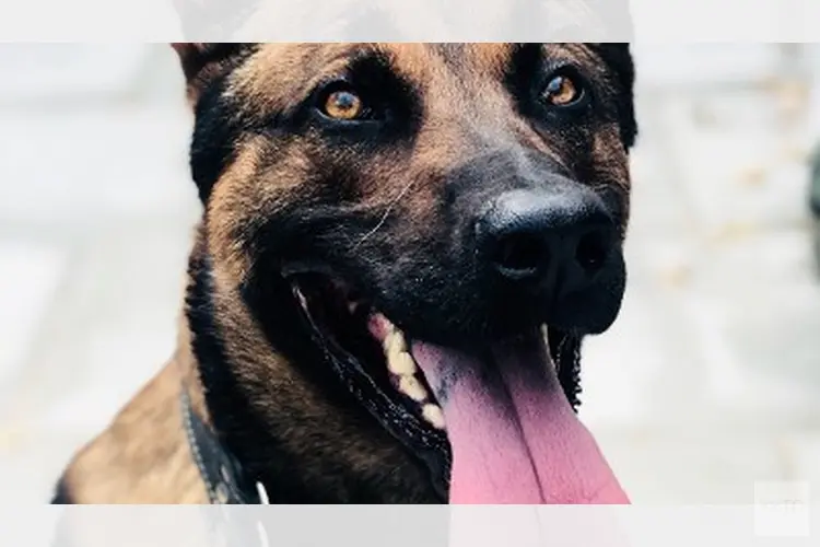 Politiehond grijpt vluchtende autokraker