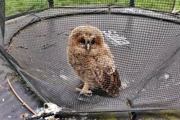 Gepest uiltje springt uit angst voor eksters trampoline in