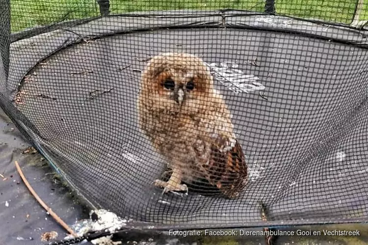 Gepest uiltje springt uit angst voor eksters trampoline in