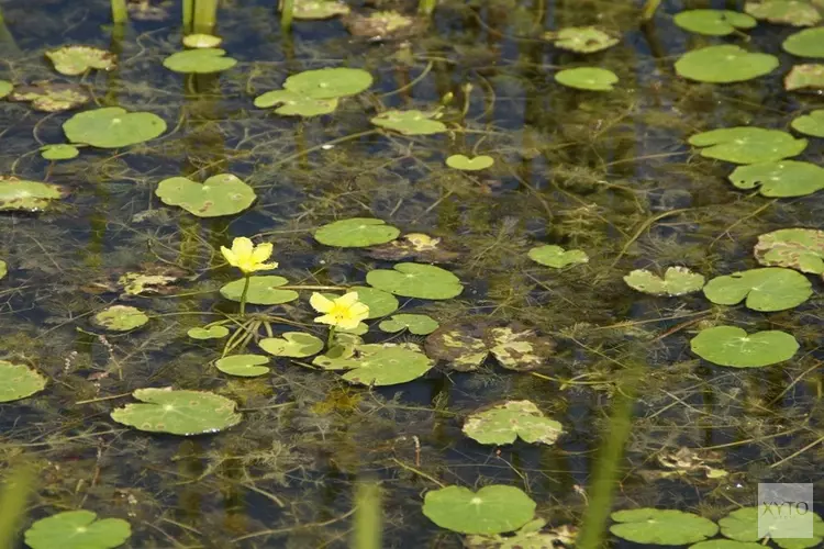 Gezamenlijke aanpak handhaving vaarregels op de Loosdrechtse Plassen